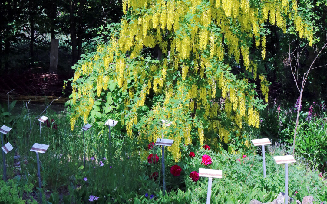 Tour 5: Der Norden – Buche, Haselnuss und Mirabellen